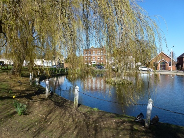 Village pond in Writtle.