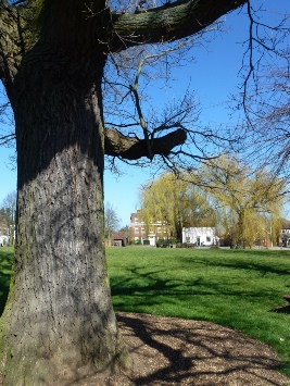 The village green in Writtle